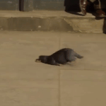 [댓글부탁해] <b>슬러시</b>메이커 냉각제 먹어본사람