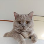 [고양이] 곰이와<b>여우</b> 일상3