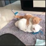짝녀 <b>안아</b>보고싶어