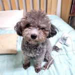 <b>실버</b>푸들 11개월