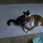 [고양이] 억울인형과 왔다장보리 1.