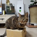 귀여운 <b>얼룩</b>이(고양이)