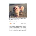 앞으로 <b>돼지</b>가 되어야겠다