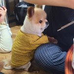 [강아지] 우리집 강아지 10살 <b>기념</b>