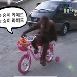[더보이즈] 숭숭이<b>라이드</b>숭숭이<b>라이드</b>
