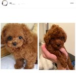 [빡침주의] 동물병원글올렸던 <b>브리더</b>말이여