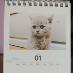 [고양이] 곰이와 여우 <b>달력</b>