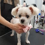 [강아지입양] 사랑스런 귀를 가진 <b>복</b>돌이의 찐가족을 찾아요(말티슈나...