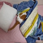 나의 동거묘 <b>도칠</b>이 어느 하루 24시간 일상..