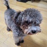 <b>실버</b>푸들11개월