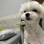 강아지 배 <b>위에</b> 올려두고 코 파고 있었는데