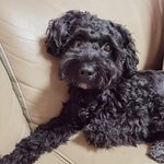 [강아지] 간식먹기&amp;주접떨기 #6 대놓고 귀여워해주세요^^