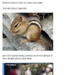 요즘 야산에 다람쥐가 안보이는 이유