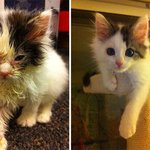 <b>새</b> 삶을 선물받은 후의 고양이는... 약간 무서움 <b>주의</b>ㅠ