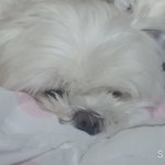[댓글부탁해] <b>치위</b>생 어느 대학으로 가야할까ㅠㅠ