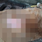 "가죽벗겨 전시" 고양이 20마리 연쇄살해 '경악'