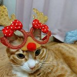 [스키즈] 베리 받고 순둥<b>도리</b>