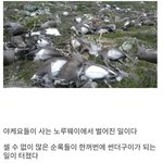 노루가 번개맞고 집단 몰살 당하면 생기는 일