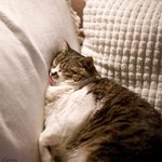 <b>무척</b> 고단했던 하루를 보낸 모냥이다....