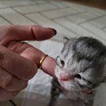 우리 집 고양이인데 이름 뭘로 지을지 추천 점 ㅠㅜㅜ