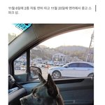 후진이 너무 어려웠던 초보운전자 대참사