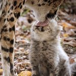 [NCT칠프] <b>치타</b>의 날을 국경일로