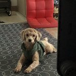 [강아지] 우리집 강아지어때