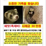 [댓글부탁해] <b>성북구</b> 월곡에서 잃어버린 페럿을 찾습니다