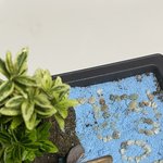 [NCT칠프] 우리집에 정우화분있어