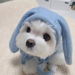 여전한 택배견 경태 근황