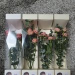 [모두드루와] 콘서트서 팬모두에게 장미꽃다발준 가수