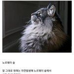 의외로 자연발생 품종인 고양이