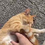 [NCT칠프] <b>남친</b> <b>회사</b>네 고양이래 개기엽