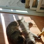 [고양이] 곰이와 <b>여우</b> 일상4