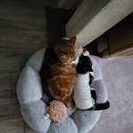 [고양이] 억울인형과 왔다장보리 2.