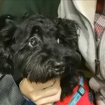 [강아지] 인싸 깜돌이 ^^(견생<b>역전</b>) #7 대놓고 예뻐해주세요