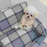 이 강아지 왜케 <b>기엽</b>나 ㅁㅊ....