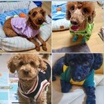 입양 강아지 19마리 고문 살해한 40대 경찰 조사