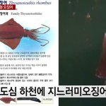 <b>도심</b> 하천에 난데없는 대형 오징어