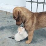 나도 개와 고양이 사진 올려볼래