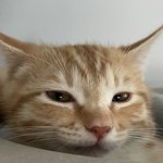 염색하고 화장 안하니까 개못생겨<b>보임</b>