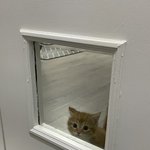 <b>하비</b>가 진짜 저주받은 체형인듯
