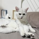 [고양이] 우리집 <b>딸내미</b>