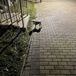하..으리집개 <b>산책</b>할 때 특