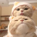 <b>달콩</b>아