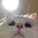 3차 부스터샷 맞자 <b>가축들</b>아