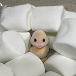 [NCT드림] <b>마쉬</b>멜로에 빠진 지셩