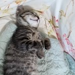 <b>흰둥이</b>와  까미