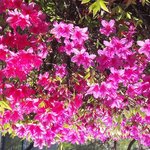 [1234] <b>봄꽃</b>