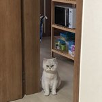 [이것좀봐줘] 너네 고양이들도 이래?